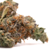 Close-up of Gassa Purple Indoor THCa Flower with vibrant orange pistils and trichomes